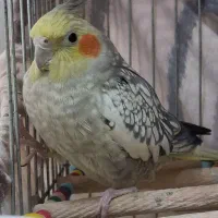 عروس هلندی نر