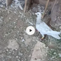 یک جفت نر عتیقه زدوخوردی ..موقعیت سبزوار قابل ارسا|پرنده|سبزوار, قصبه غربی|دیوار