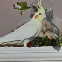 عروس هلندی لوتینو