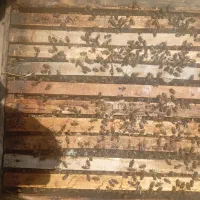 زنبور کارنیکا