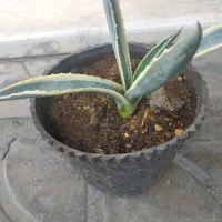 تعویض گل|گل و گیاه طبیعی|شیراز, مسلم|دیوار