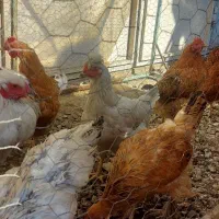 مرغ محلی و برهما و اردک تخمگذار|حیوانات مزرعه|آبیک, |دیوار