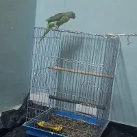 شاه طوطی|پرنده|سراوان, |دیوار