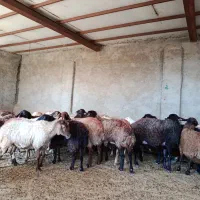 میش وکاورداشتی