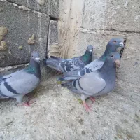 پلاکی|پرنده|لردگان, |دیوار