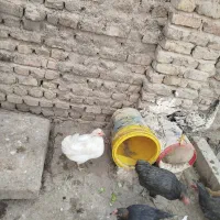 مرغ‌گلین‌‌کرک