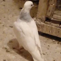 طوقی آبی پرشی|پرنده|قم, شهرک سازمان آب|دیوار