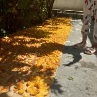 برگ زردآلو بدونه گوگرد