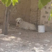 لاس درجه یک