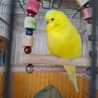 مرغ عشق  دستی