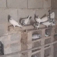 یه بوم کله دم سبز