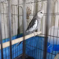 عروس هلندی نر|پرنده|ری, جوانمرد قصاب|دیوار