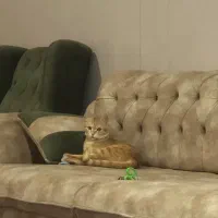 واگذاری گربه رایگان