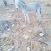فروش یک خر نر