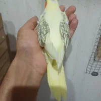 فروش جوجه سرلاکی و نرمه خور عروس