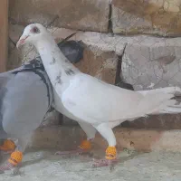 کبوتر نرو ماده خطی|پرنده|الوند, |دیوار