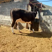 باسلام فروش یک راس گاو وشنگل|حیوانات مزرعه|سیسخت, |دیوار