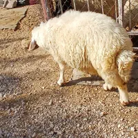قوچ شک نژاد سنجابی داشتی