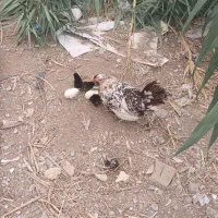 مرغ چهل تاژبا ۷ جوجهج|حیوانات مزرعه|جلین, |دیوار