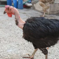 مرغ و خروس