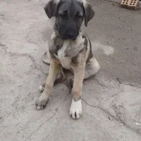 سگ سراب