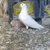 سه عدد کبوتر