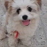 گمشدا