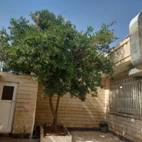 اجاره منزل مبله در مرکز شهر باتمام امکانات|اجارهٔ کوتاه‌مدت آپارتمان و سوئیت|شیراز, شهرک سراج‎|دیوار