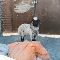 بره.ماده|حیوانات مزرعه|مشهد, کلاته برفی|دیوار