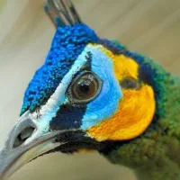 انواع طاووس موجوده با بهترین کیفیت