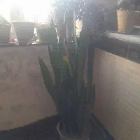 گل طبیعی سانسورها سه ساله