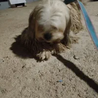 سگ سفید|سگ|یاسوج, |دیوار