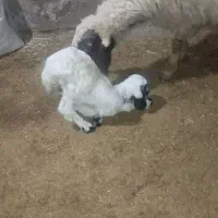 بره سنجابی اصیل|حیوانات مزرعه|ماهیدشت, |دیوار