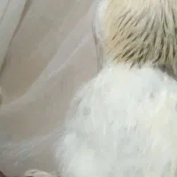 خروس پا پر بزرگ و سنگین