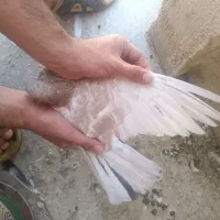 کبوتر جوجه|پرنده|تهران, شوش (باغ آذری)|دیوار