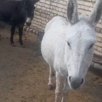 الاغ گله ای آرام فروشی بشرط