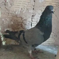 ماده دمگیر فیروزه مور معاوضه|پرنده|اصفهان, همدانیان|دیوار