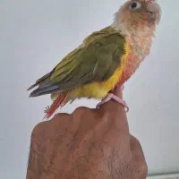 طوطی گرنچیک|پرنده|کرج, باغستان|دیوار