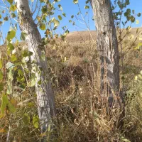 درخت چنار|گل و گیاه طبیعی|دیواندره, |دیوار