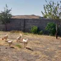 فروش-زمین-سند-تک-برگ-واقع-در-شهرستان-هیر