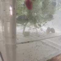 حلزون سیب  آکواریوم|ماهی|مشهد, نوید|دیوار