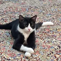 واگذاری گربه dsh نر