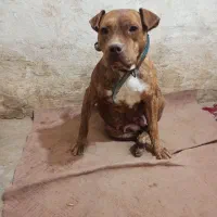 سگ پیتبول آمریکن بولی پوکت ماده دم فحل نگهبان|سگ|مشهد, شهرک مهر آباد|دیوار