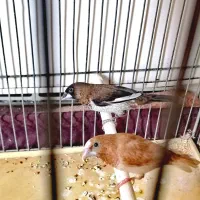 بنگالی های پرستار