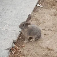 یک عدد خرگوش خانگی ۲۵۰ تومان