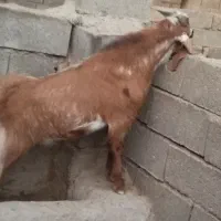 کهره نر  نژادی|حیوانات مزرعه|سر آسیاب یوسفی, |دیوار