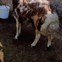 بره قوچ پلنگی بروجردی