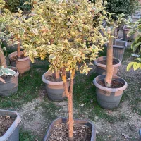 درختچه لگستروم ( درختچه پیوندی )|گل و گیاه طبیعی|تهران, مجیدآباد|دیوار