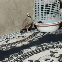 بلدرچین کردی|پرنده|سراوان, |دیوار