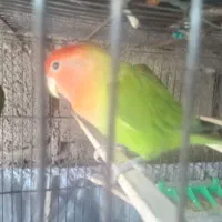 ی جفت طوطی برزیلی با جوجه|پرنده|گیلان غرب, |دیوار